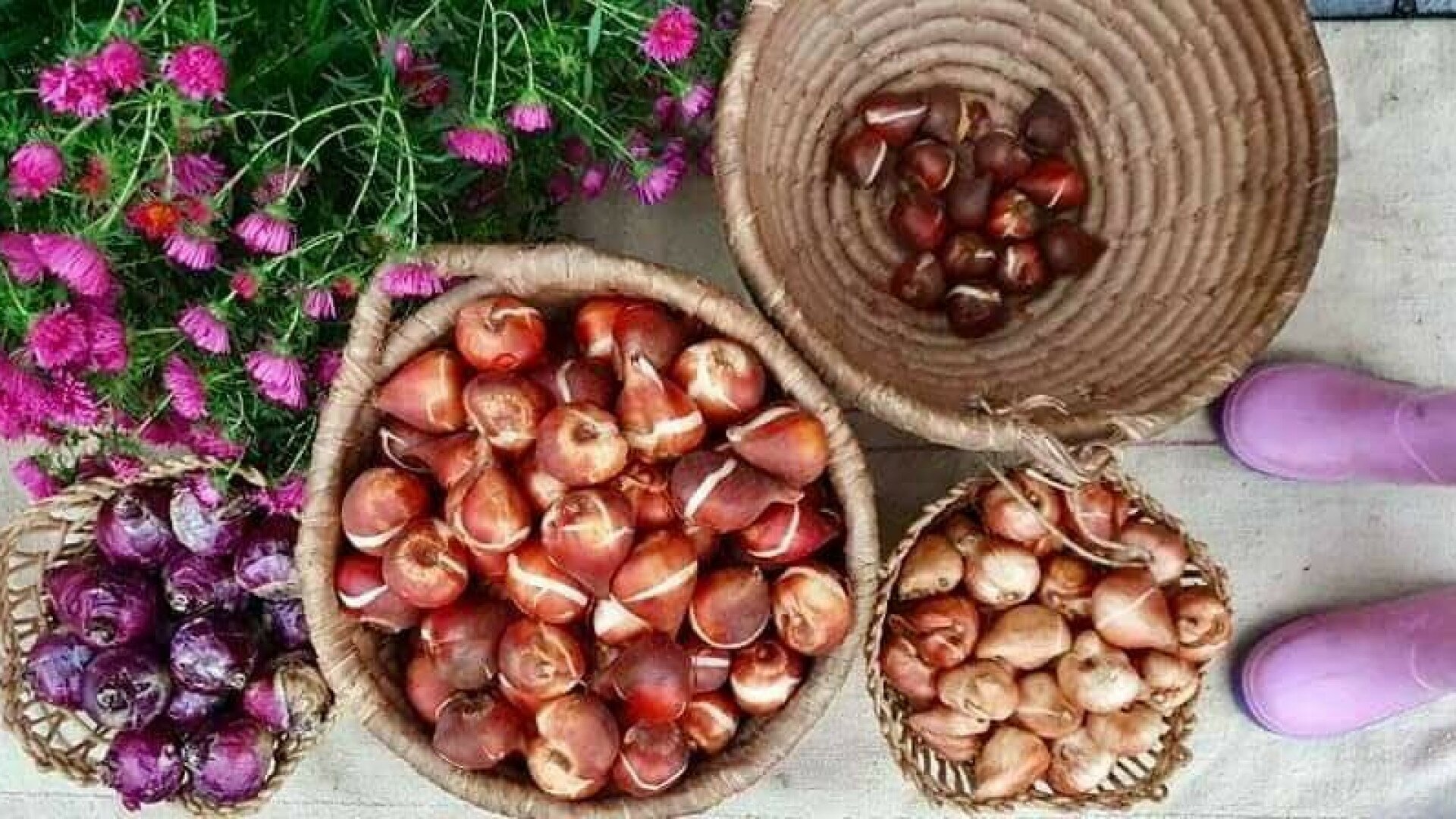 hangakerteszet.hu - kertészeti webáruház