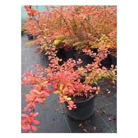 Japán borbolya - Berberis thunbergii 'Apostag'