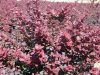 Japán vérborbolya  - Berberis thunbergii 'Atropurpurea'