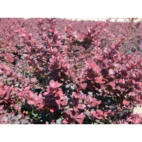   Japán vérborbolya  - Berberis thunbergii 'Atropurpurea'