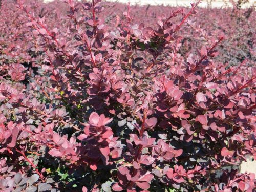Japán vérborbolya  - Berberis thunbergii 'Atropurpurea'