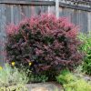 Japán vérborbolya  - Berberis thunbergii 'Atropurpurea'