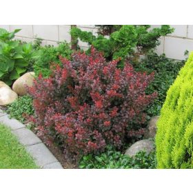   Törpe japán vérborbolya  - Berberis thunbergii 'Atropurpurea Nana'