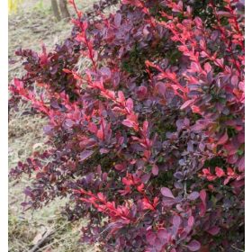 Japán vérborbolya - Berberis thunbergii 'Carmen'
