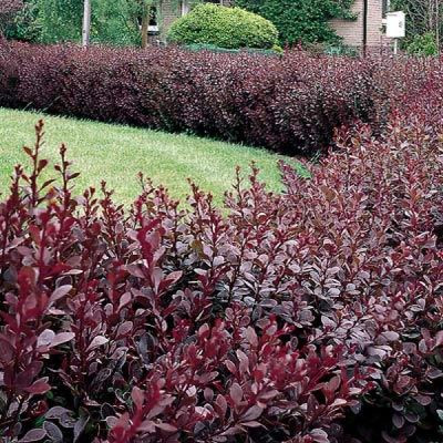 Japán vérborbolya - Berberis thunbergii 'Carmen'