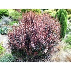   Japán vérborbolya  - Berberis thunbergii 'Dart's Red Lady'