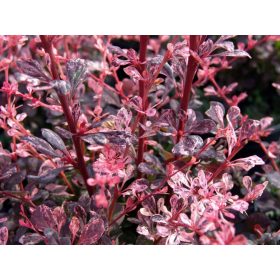 Japán borbolya  - Berberis thunbergii 'Harlequin'