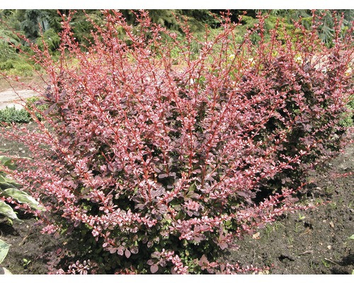 Japán borbolya  - Berberis thunbergii 'Harlequin'