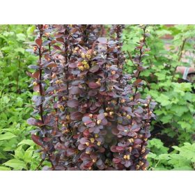   Oszlopos japán borbolya - Berberis thunbergii 'Helmond Pillar'