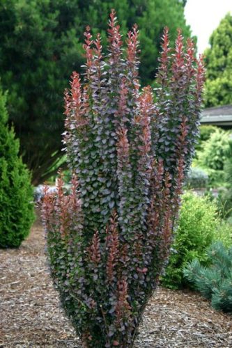 Oszlopos japán borbolya - Berberis thunbergii 'Helmond Pillar'