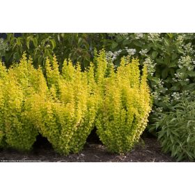   Arany japán borbolya - Berberis thunbergii 'Maria'