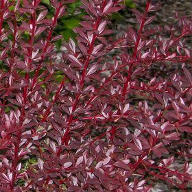   Japán vérborbolya  - Berberis thunbergii 'Red Chief'