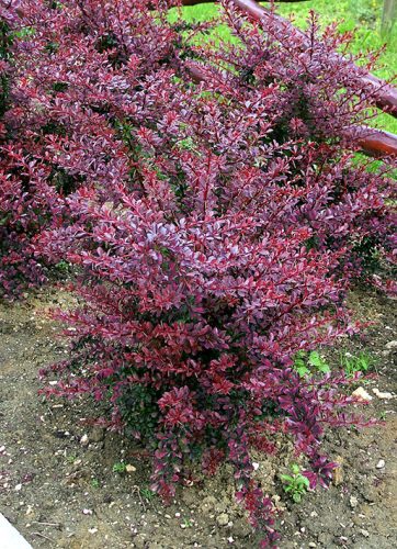 Japán vérborbolya  - Berberis thunbergii 'Red Chief'