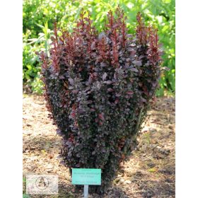   Oszlopos japán vérborbolya - Berberis thunbergii 'Red Pillar'
