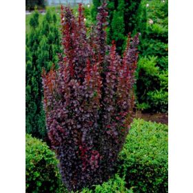   Oszlopos japán vérborbolya - Berberis thunbergii 'Red Rocket'