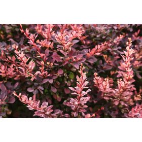   Tarka japán vérborbolya - Berberis thunbergii 'Rose Glow'
