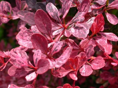 Tarka japán vérborbolya - Berberis thunbergii 'Rose Glow'