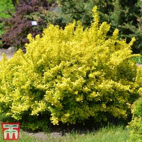   Arany japán borbolya - Berberis thunbergii 'Aurea'
