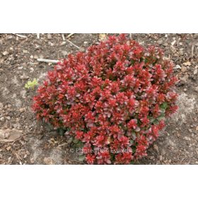   Törpe japán vérborbolya  - Berberis thunbergii 'Bagatelle'