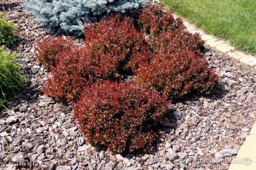 Törpe japán vérborbolya  - Berberis thunbergii 'Bagatelle'