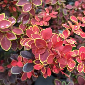 Japán borbolya - Berberis thunbergii 'Coronita'