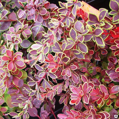 Japán borbolya - Berberis thunbergii 'Coronita'