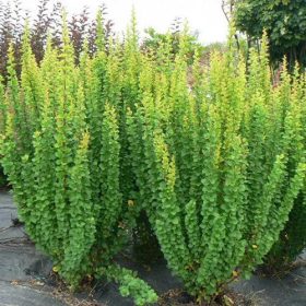   Oszlopos japán borbolya  - Berberis thunbergii 'Erecta'