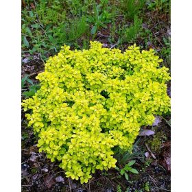  Arany törpe japán borbolya - Berberis thunbergii 'Goldalita'