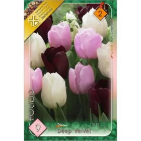 Deep Velvet trio tulipán - 6 db/csomag