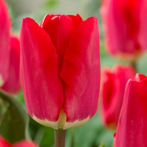 Fostery King tulipán - 2 db/csomag