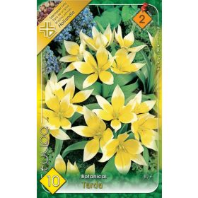 Tarda tulipán - 10 db/csomag