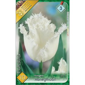 Honeymoon tulipán - 10 db/csomag