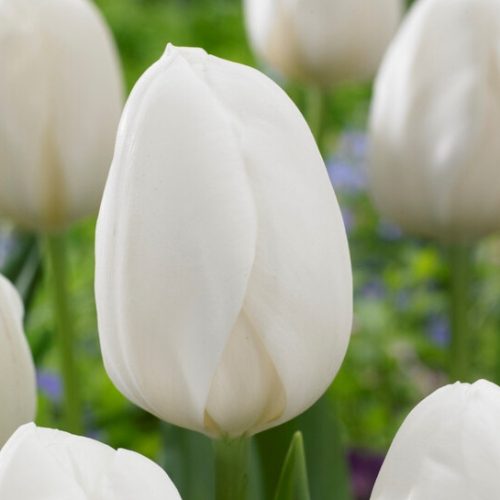 White Prince tulipán - 2 db/csomag