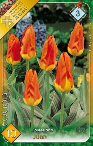 White Prince tulipán - 2 db/csomag