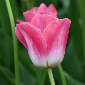 Dynasty tulipán - 6 db/csomag