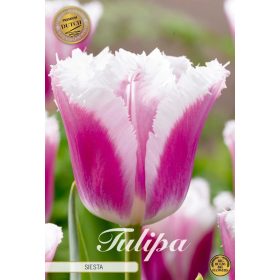 Fringed Siesta tulipán - 8 db/csomag