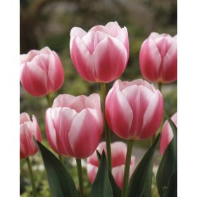 Valentine tulipán - 7 db/csomag