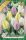 Gavota tulipán - 2 db/csomag