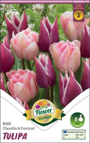 Guus Papendrecht tulipán - 2 db/csomag
