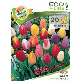 Darwin hybrid mix tulipán - 20 db/csomag