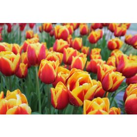 Kees Nelis tulipán - 6 db/csomag
