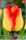 André Citroen tulipán - 2 db/csomag