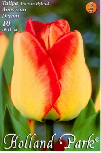 André Citroen tulipán - 2 db/csomag