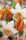 Holland Queen tulipán - 2 db/csomag
