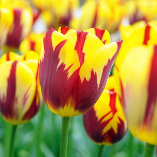 Holland Queen tulipán - 2 db/csomag