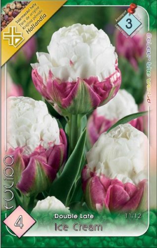 Ronaldo tulipán - 2 db/csomag