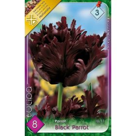 Black Parrot tulipán - 7 db/csomag