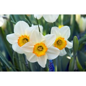Flower Record nárcisz - 5 db/csomag