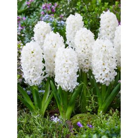 Carnegie jácint - 3 db/csomag