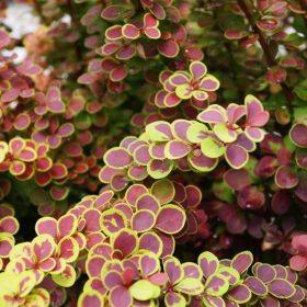   Japán vérborbolya  - Berberis thunbergii 'Golden Ring'